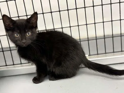 A young small-sized female Domestic Short Hair cat named Mocha for adoption in Mount Pleasant, IA