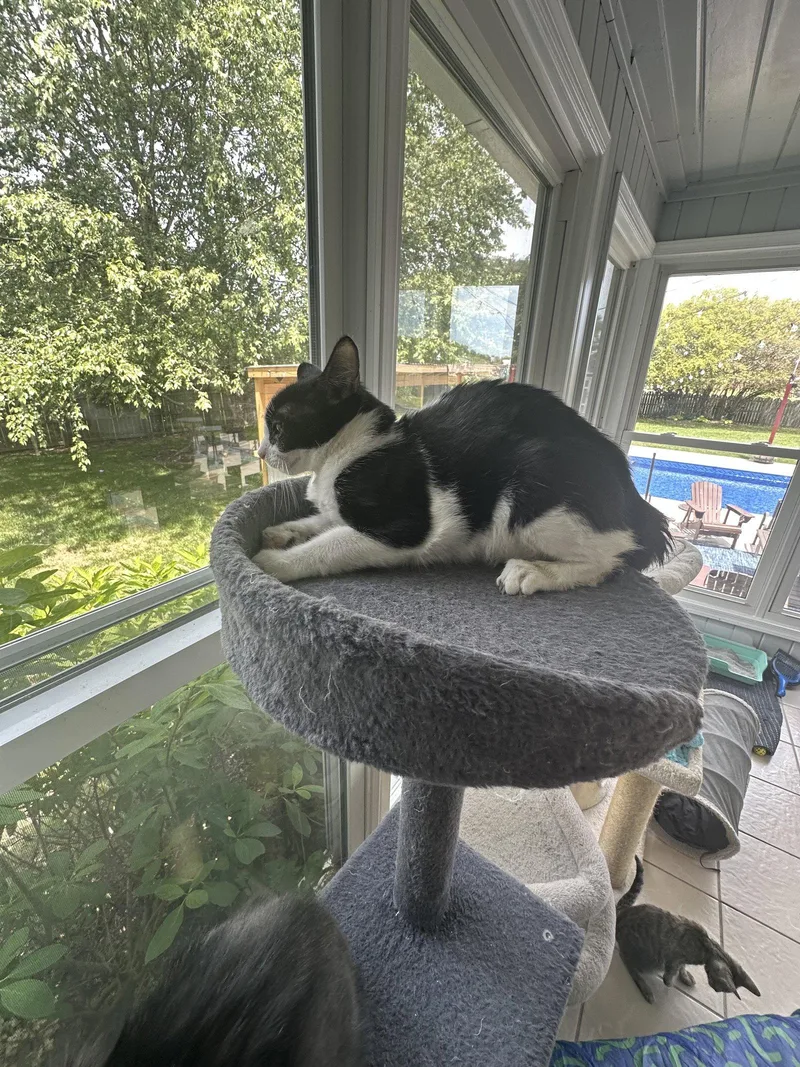 A young medium-sized male Domestic Short Hair cat named Oreo for adoption in Virginia Beach, VA