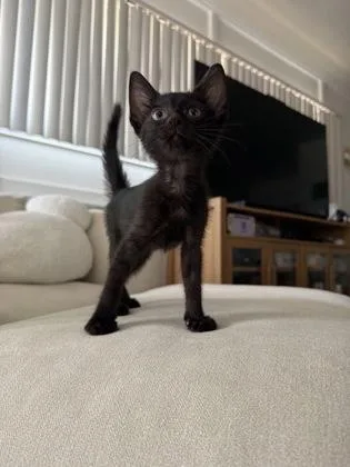 A baby small-sized male Domestic Short Hair cat named Esqueleto for adoption in Honolulu, HI