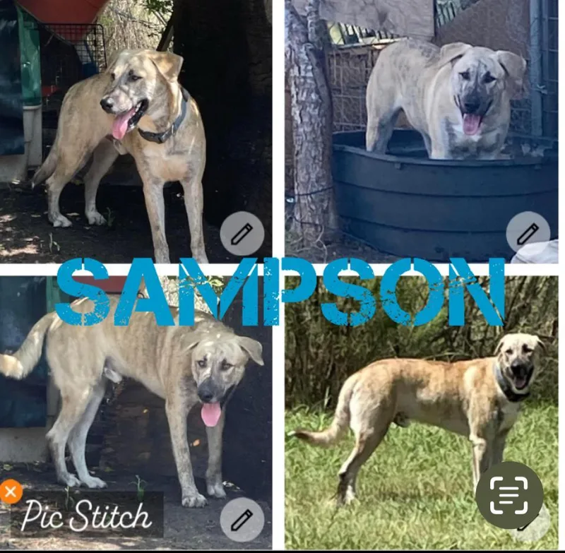 An adult large-sized male Brindle Presa Canario dog named Sampson for adoption in canyon lake, TX