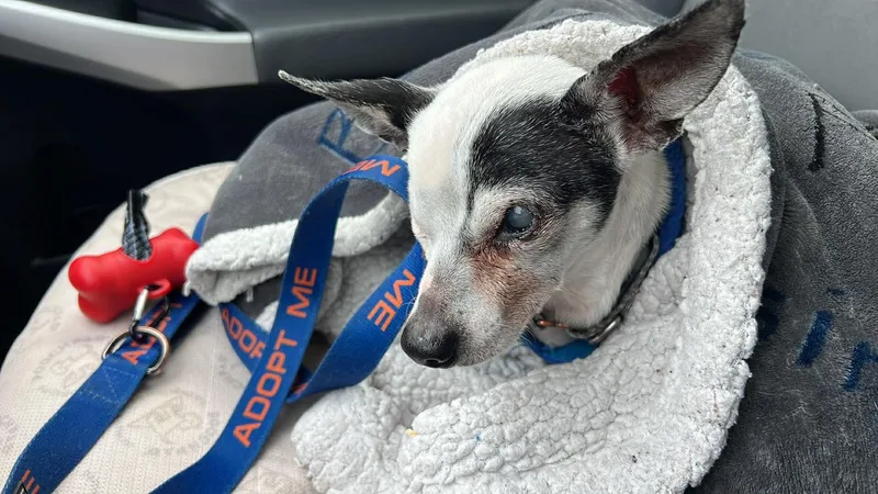 Jack Sparrow thumbnail 2