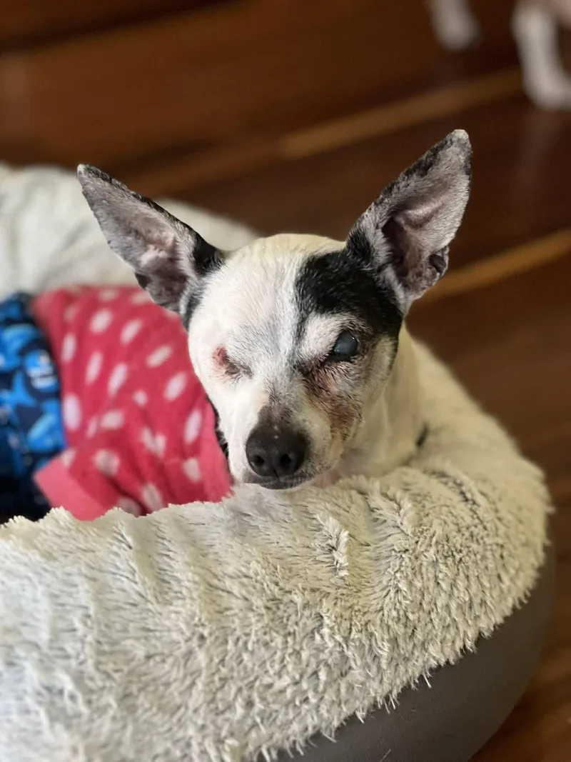 Jack Sparrow thumbnail 4