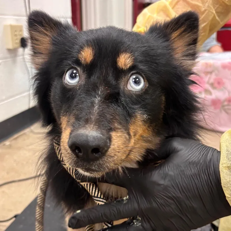 An adult medium-sized male Black Collie dog named Howie for adoption in York, PA
