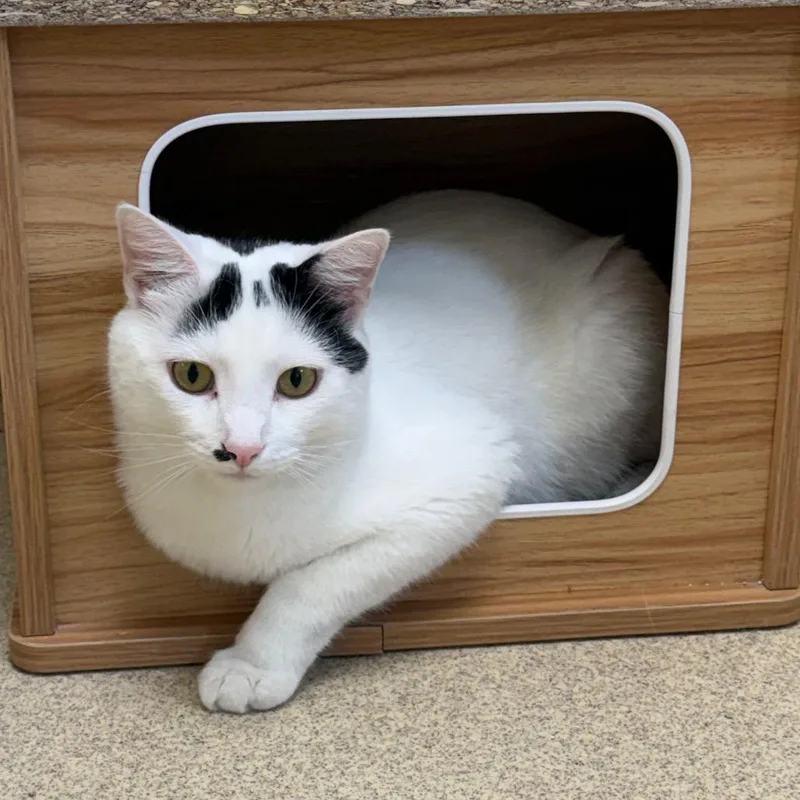 An adult large-sized male White Domestic Short Hair cat named Otho for adoption in Naperville, IL