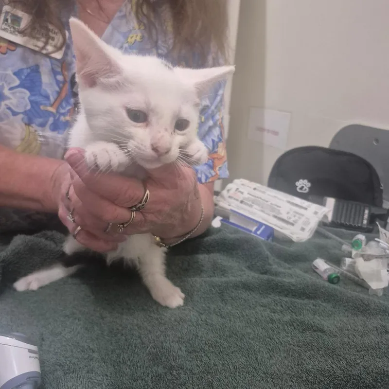 A baby small-sized male White Domestic Short Hair cat named Ran for adoption in Upland, CA