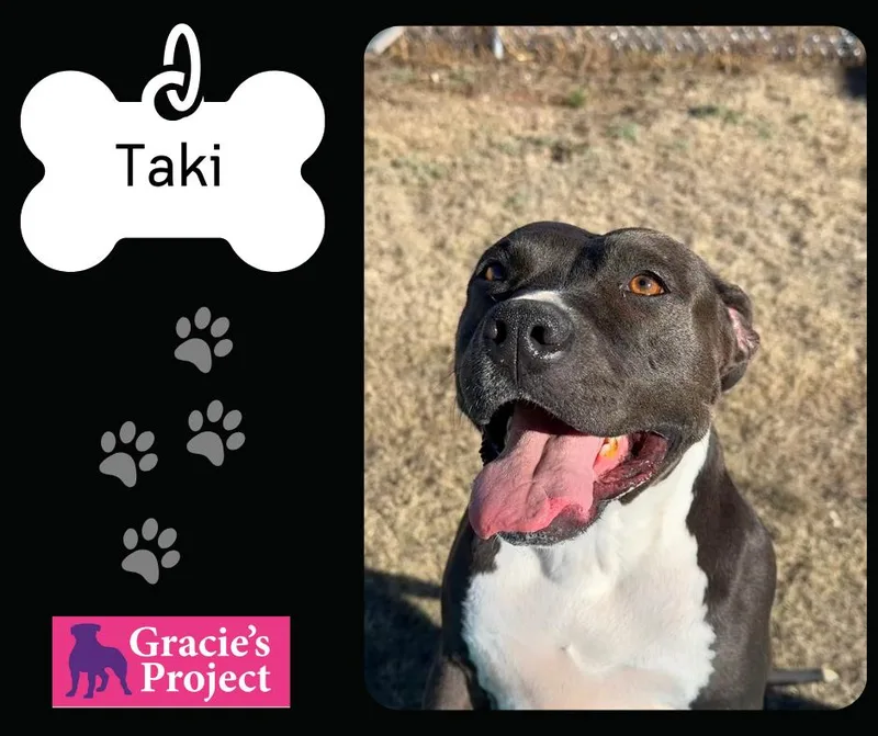 A young medium-sized female Black Mixed Breed dog named Taki for adoption in Canyon, TX