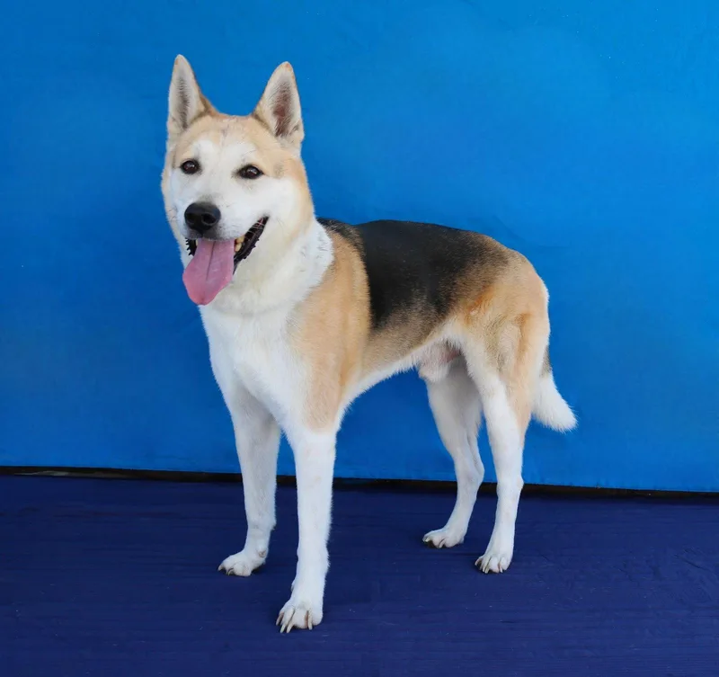 A senior medium-sized male Shepherd dog named Max for adoption in Pasadena, CA