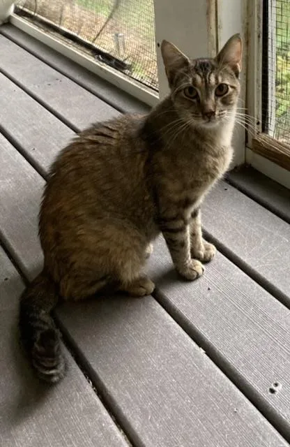 An adult large-sized female Tabby cat named Chocolate eclair for adoption in Huntington, NY