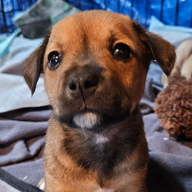 A baby small-sized female Yellow / Tan / Blond / Fawn Mixed Breed dog named Netflix & Chill'd for adoption in Rockville, MD
