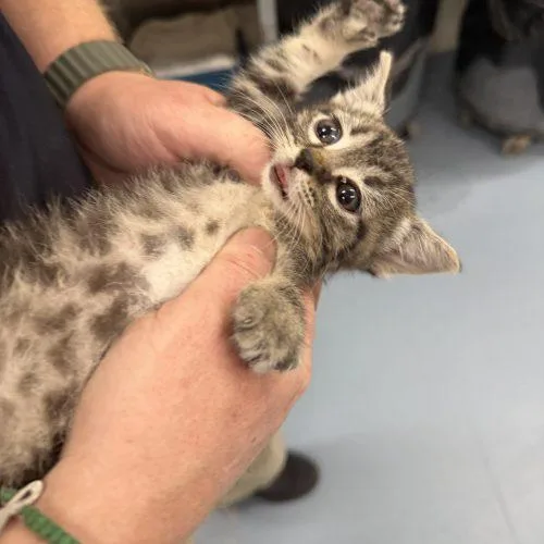 Nala thumbnail 2