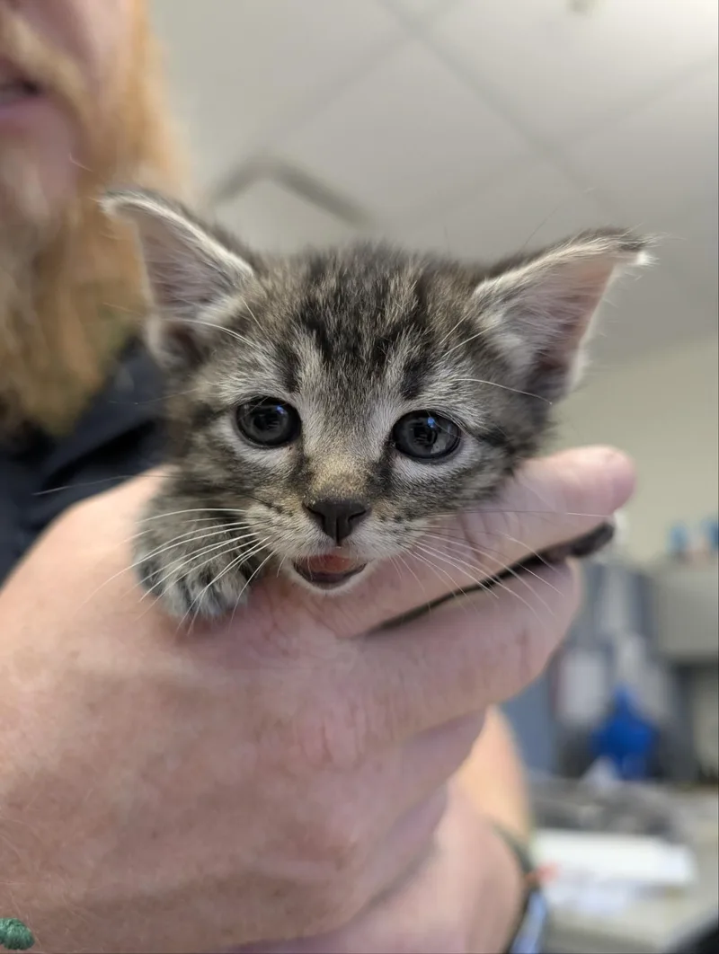 Nala thumbnail 3