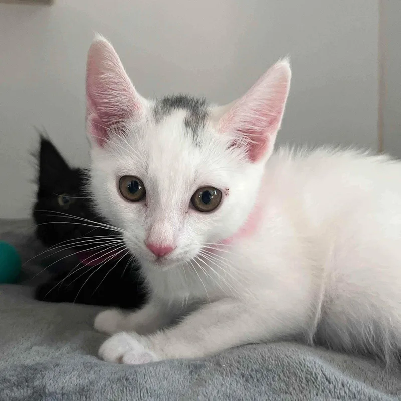 A baby small-sized female Domestic Medium Hair cat named Cassie for adoption in Oakland, CA