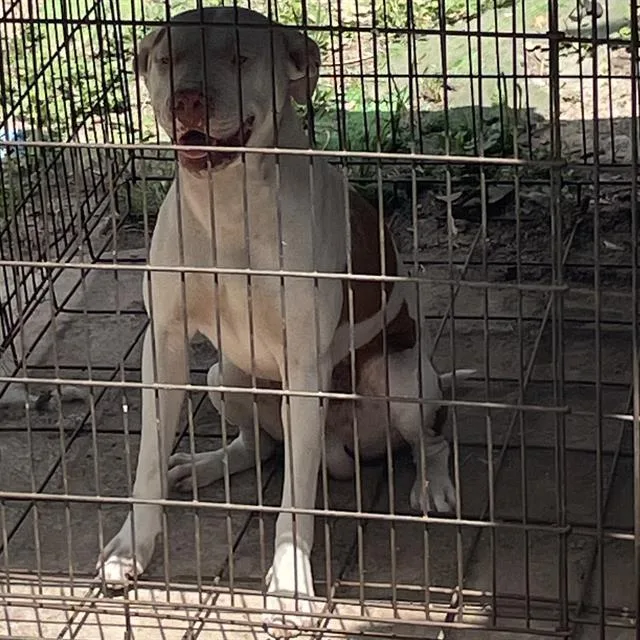 A young medium-sized male American Staffordshire Terrier dog named Slim Jim for adoption in San Antonio, TX