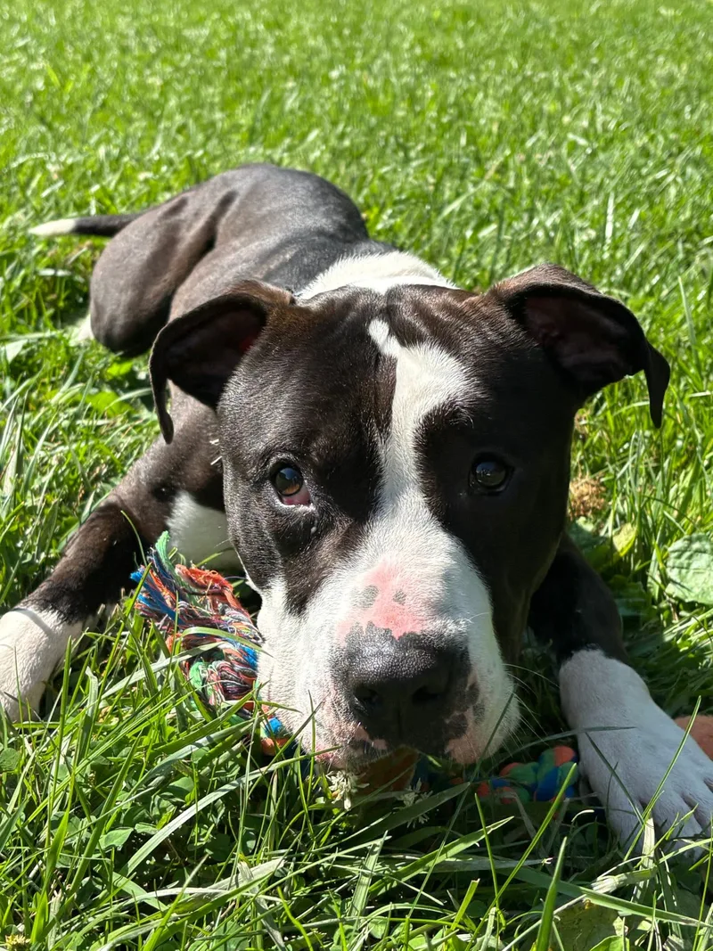 A young large-sized male black and white Pit Bull Terrier dog named Macho Man for adoption