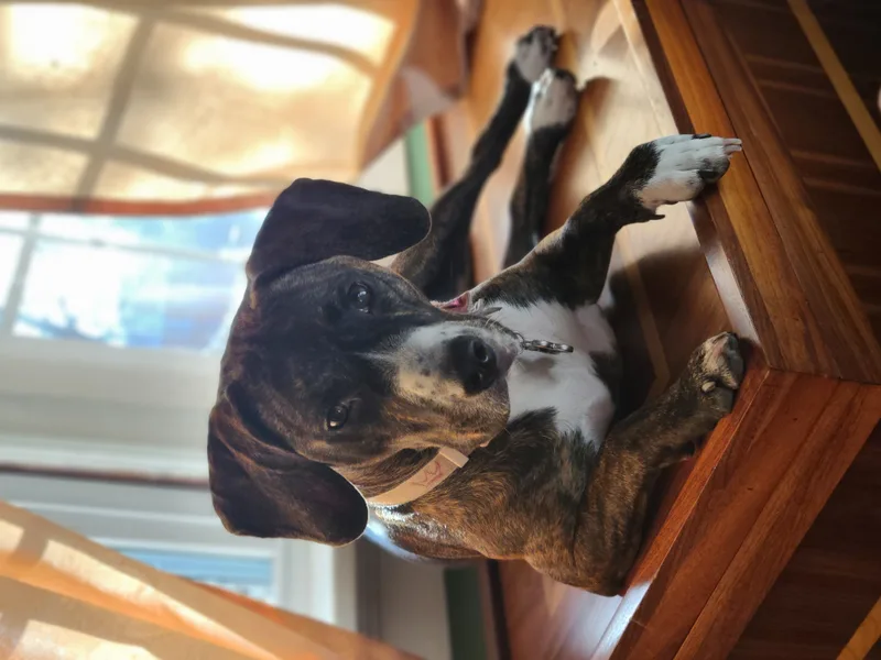An adult medium-sized female brindle Beagle dog named Sweetie for adoption