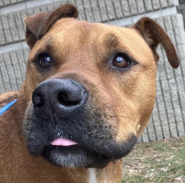 An adult large-sized male Pit Bull Terrier dog named Ziggy for adoption in San Diego, CA
