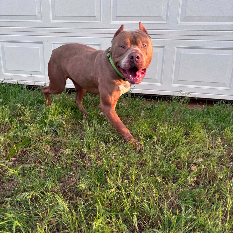 An adult extra large-sized male American Bully dog named Big Ed for adoption
