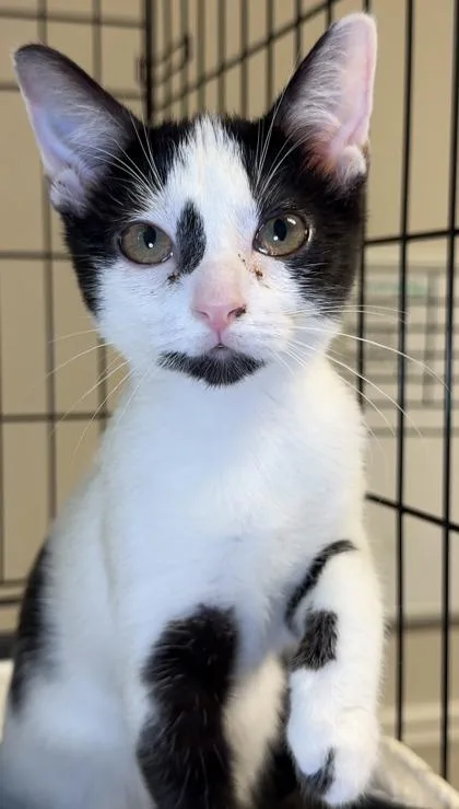 A baby small-sized female Domestic Short Hair cat named Purple for adoption in Lawrenceville, GA