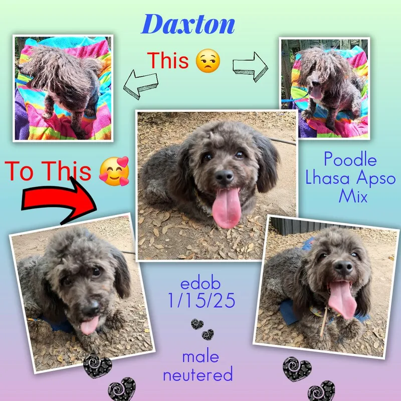 An adult small-sized male Black Poodle dog named Daxton Wvt for adoption in Missouri City, TX