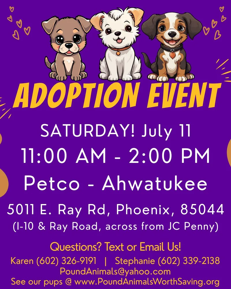 An adult small-sized female Yellow / Tan / Blond / Fawn Terrier dog named RENATA YEAR for adoption in Mesa, AZ