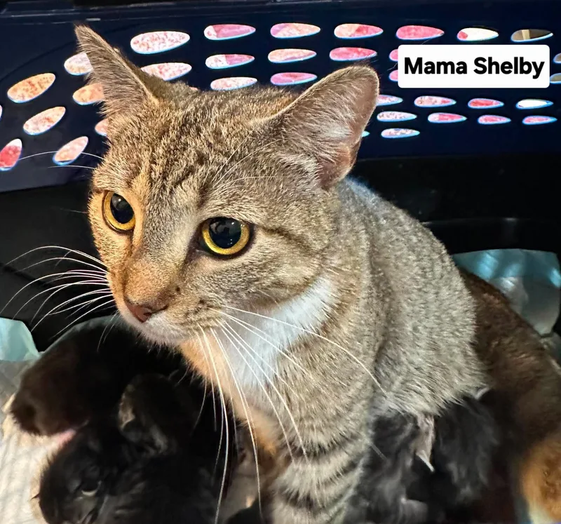 Mama Shelby