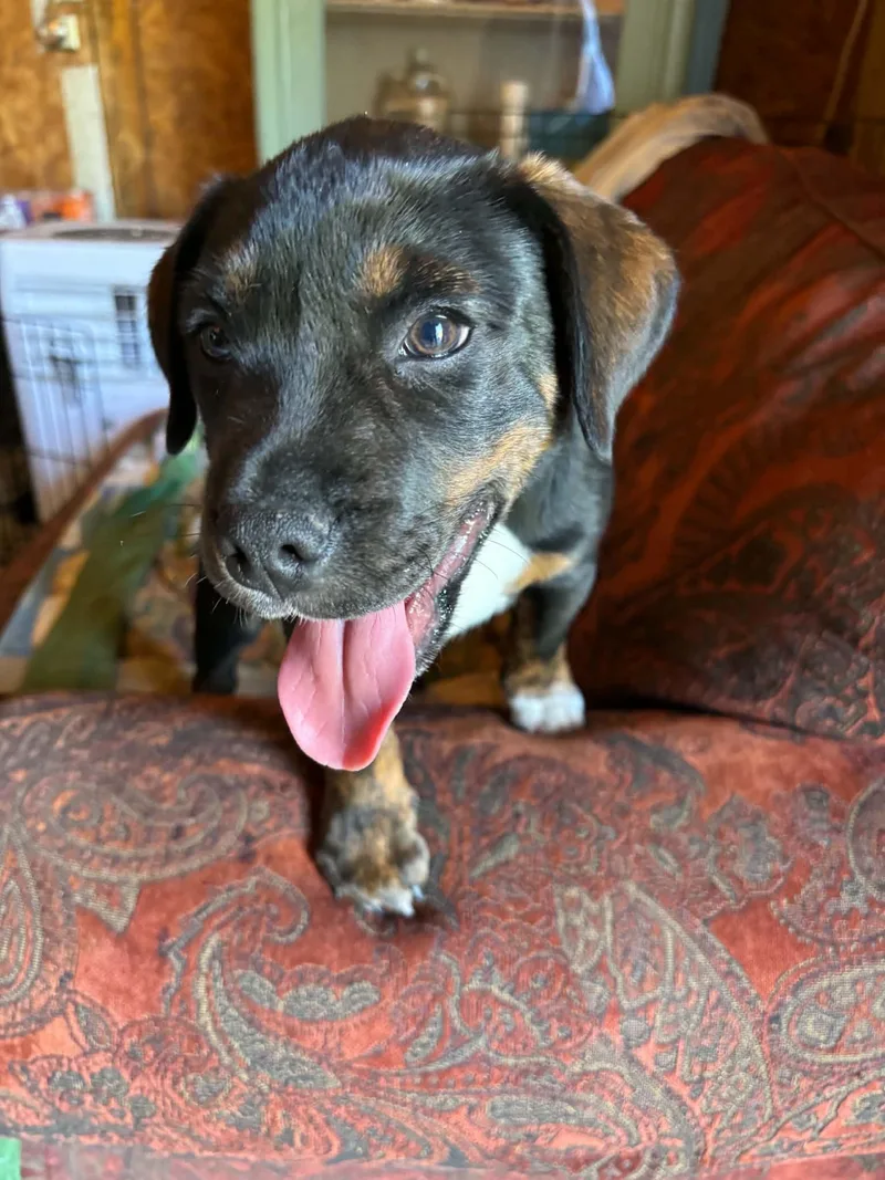 A baby medium-sized female Black Boxer dog named Quinn for adoption in Lewis Center, OH