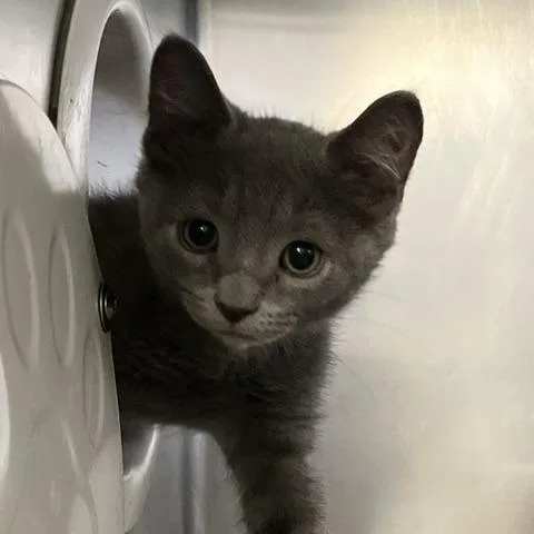 A baby small-sized female Gray / Blue / Silver Domestic Short Hair cat named Reverie for adoption in Baltimore, MD