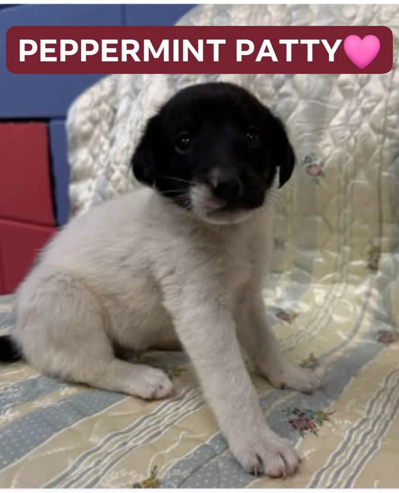 Peppermint Patty thumbnail 2