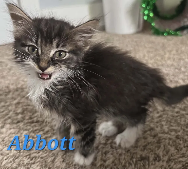 Abbott