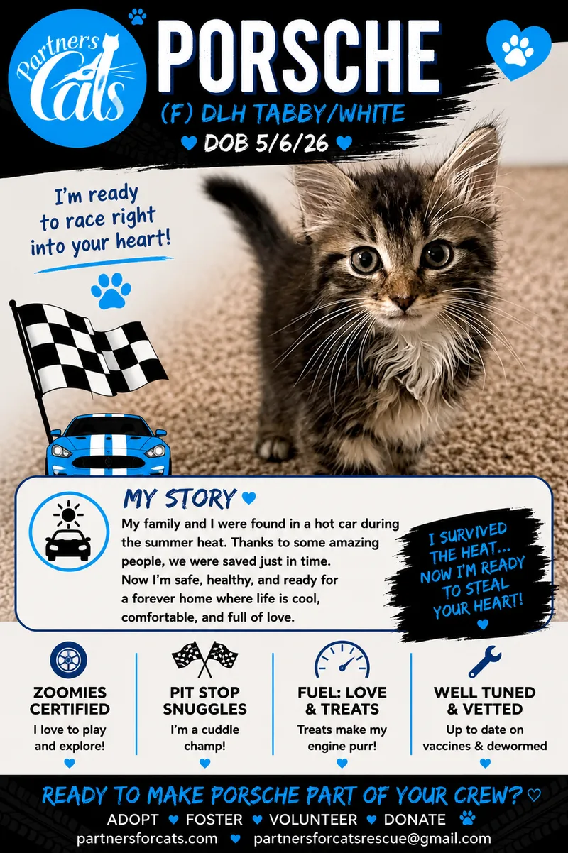 A baby small-sized female grey white Domestic Long Hair cat named Porche "Portia" for adoption