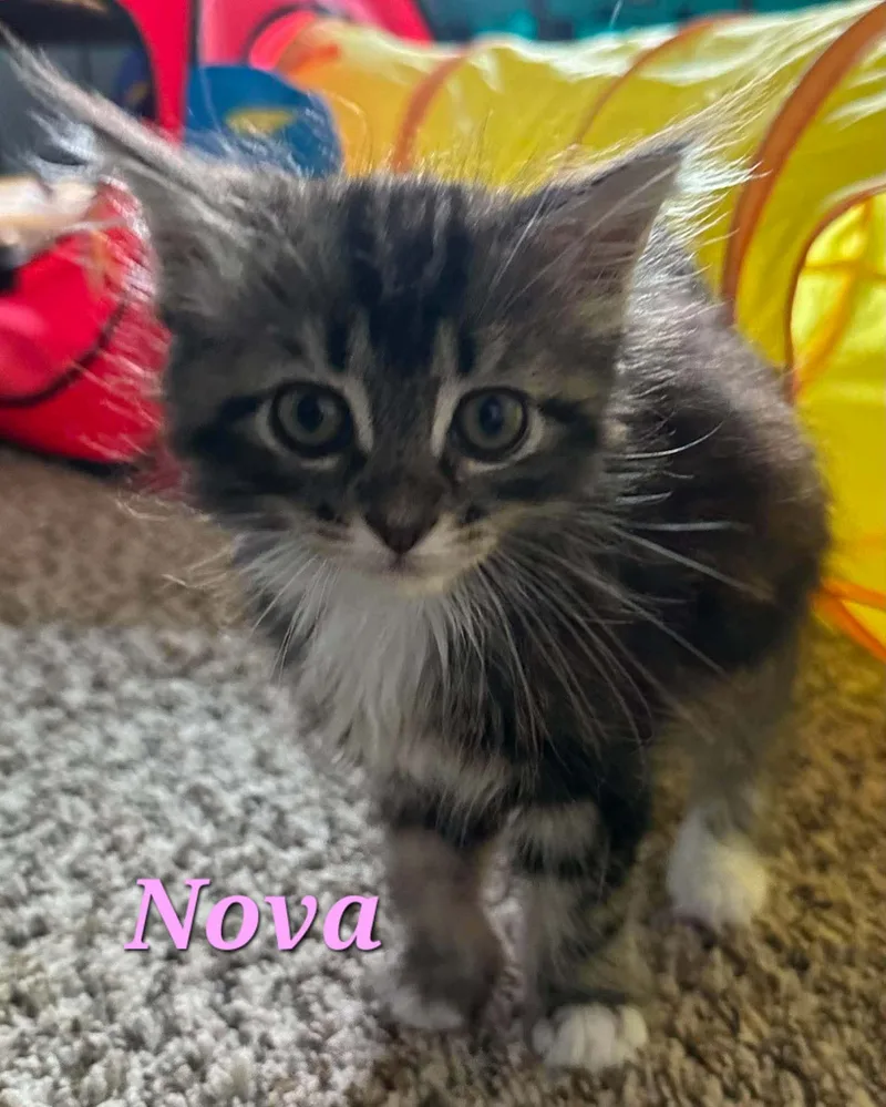 Nova