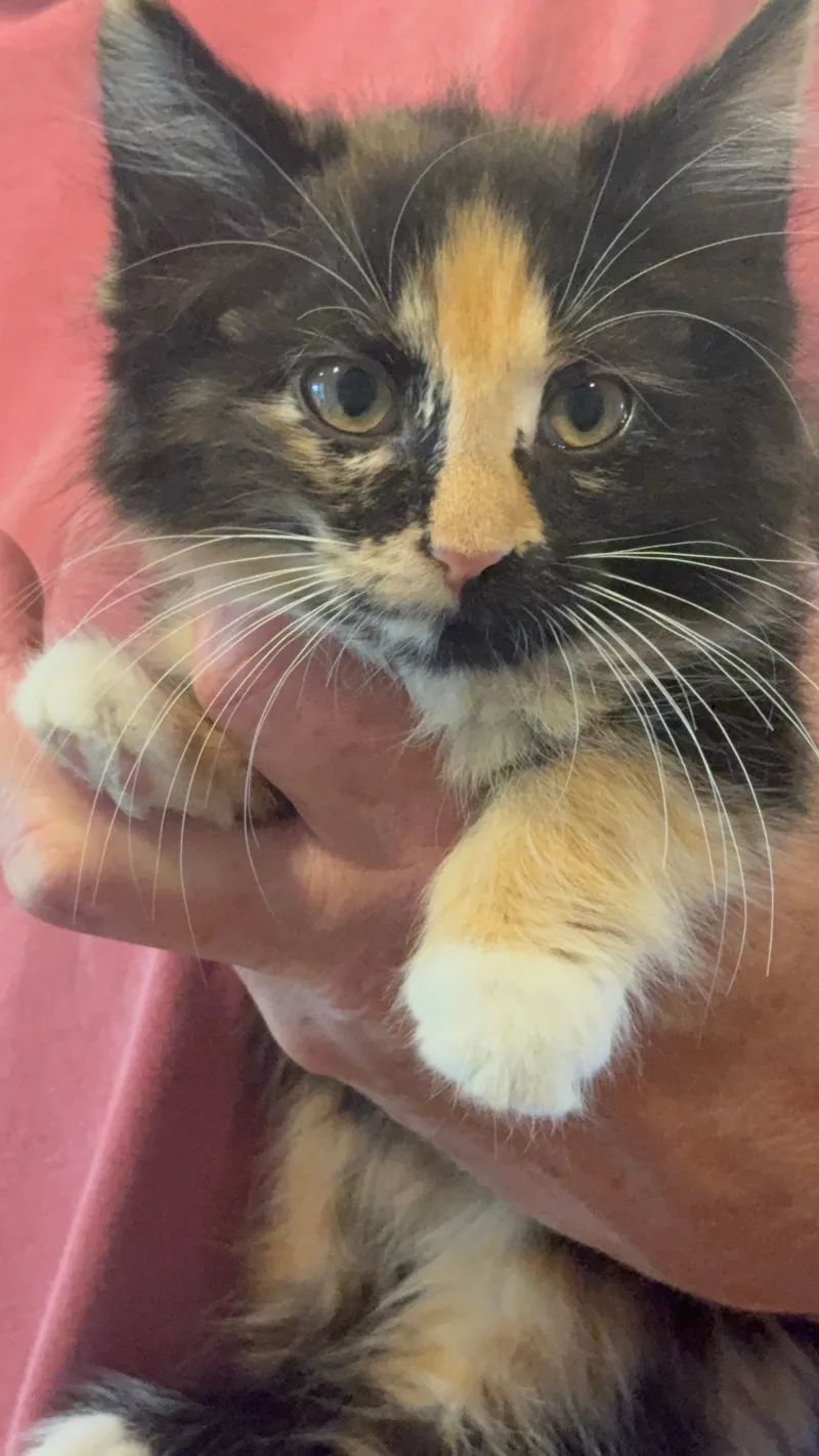A baby small-sized female Black American Shorthair cat named Peaches for adoption
