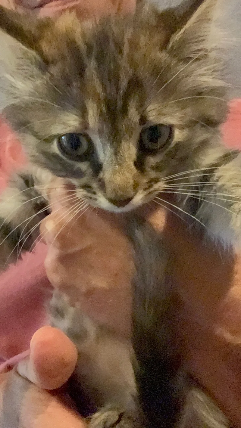 A baby small-sized female Calico American Shorthair cat named Moonpie *Coco for adoption