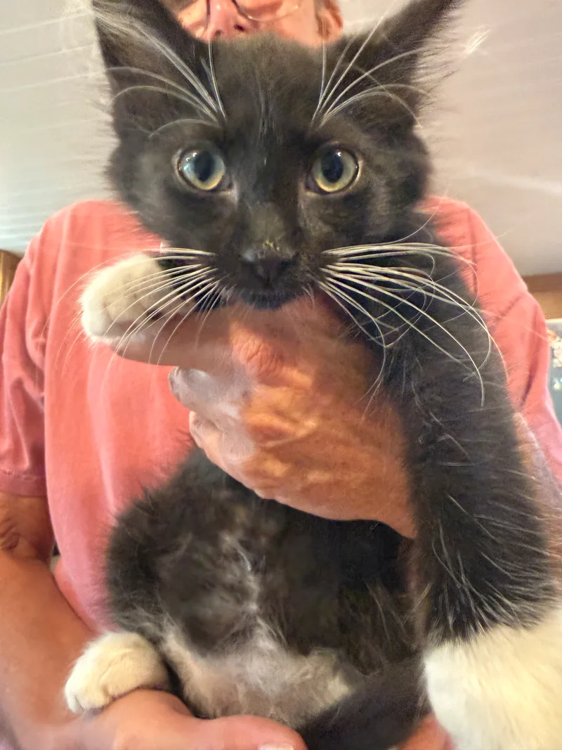 A baby small-sized male American Shorthair cat named Jack Daniels (JD) *Socks for adoption