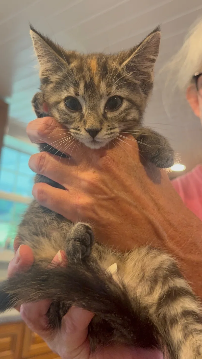 A baby small-sized female Calico American Shorthair cat named Little Debbie *Dittie for adoption
