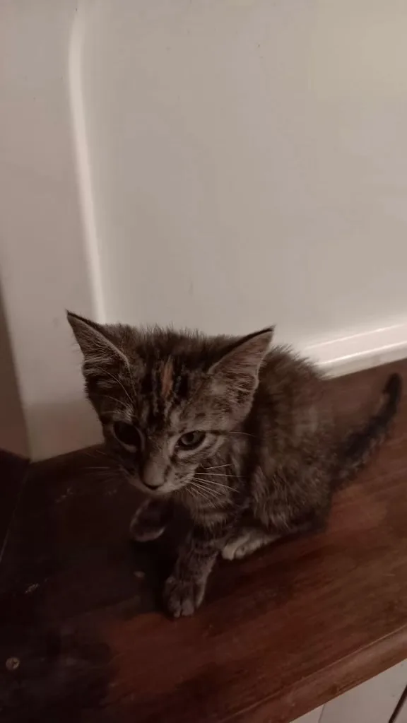 A baby small-sized female Calico American Shorthair cat named Goo Goo *Dottie for adoption