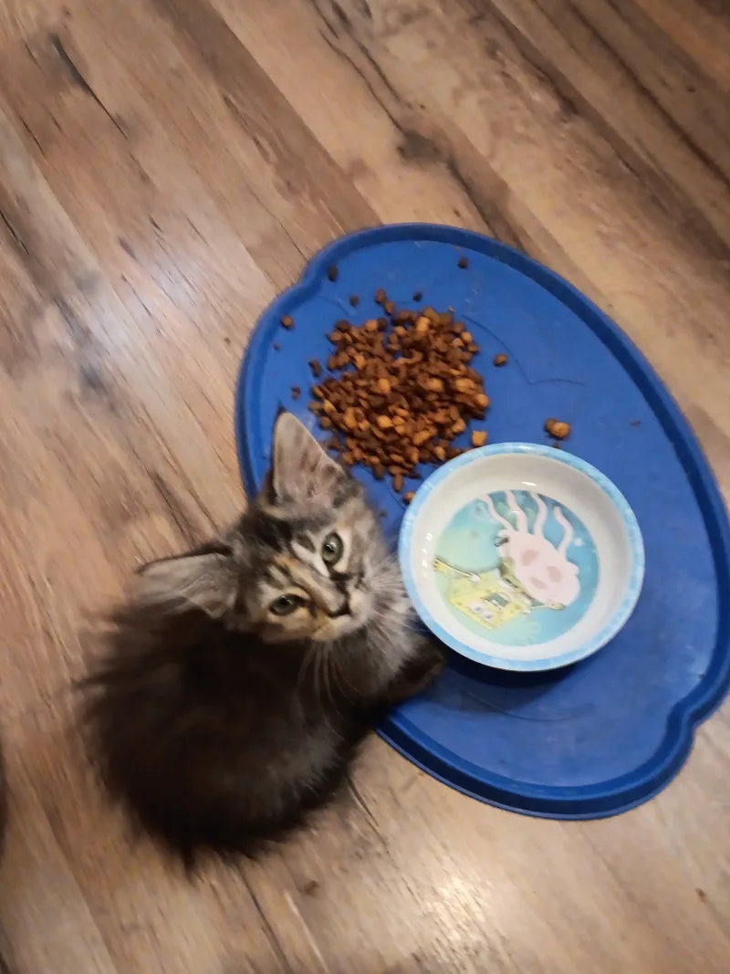 A baby small-sized female Calico American Shorthair cat named Cluster *Bobbie for adoption