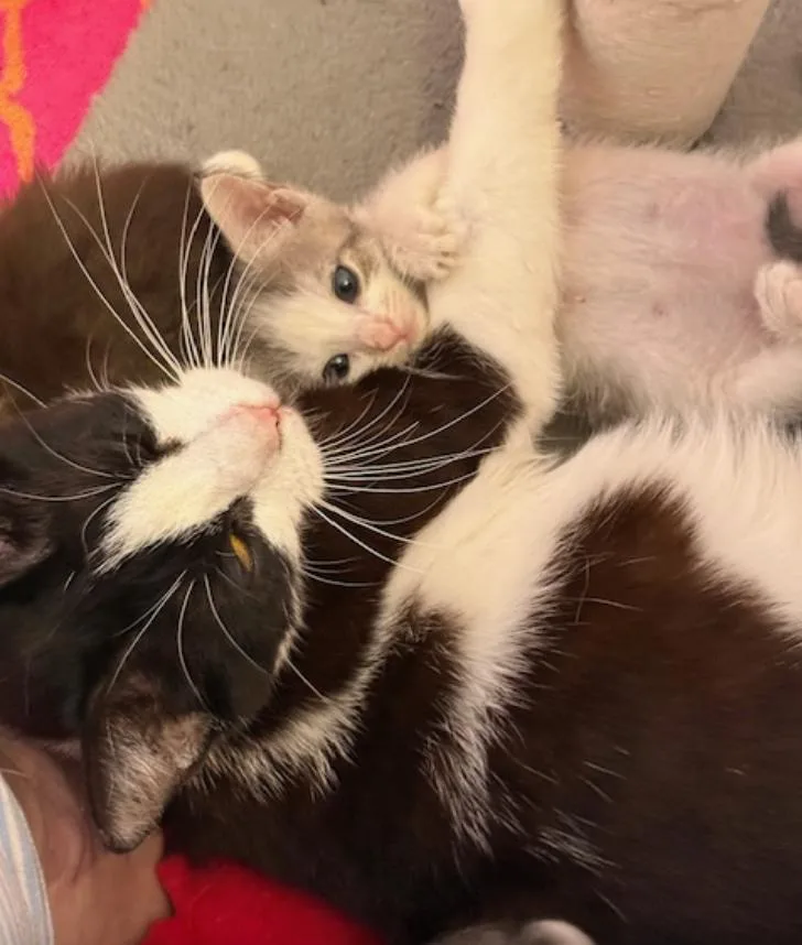 A young medium-sized female Black & White / Tuxedo Domestic Short Hair cat named Susie Q for adoption in Herndon, VA