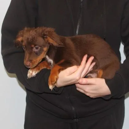 A baby small-sized male Chihuahua dog named Turmeric for adoption in Elk Grove Village, IL