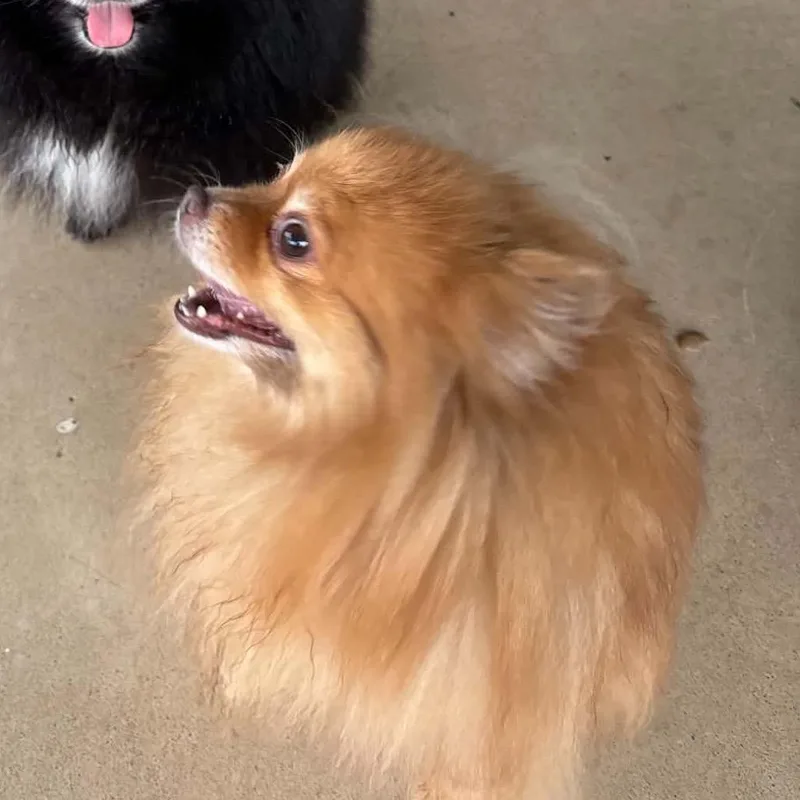 Ginger thumbnail 2