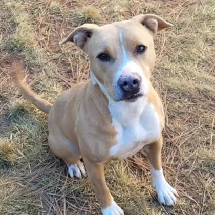 An adult medium-sized female Yellow / Tan / Blond / Fawn Pit Bull Terrier dog named Molly for adoption in Lakeside, AZ