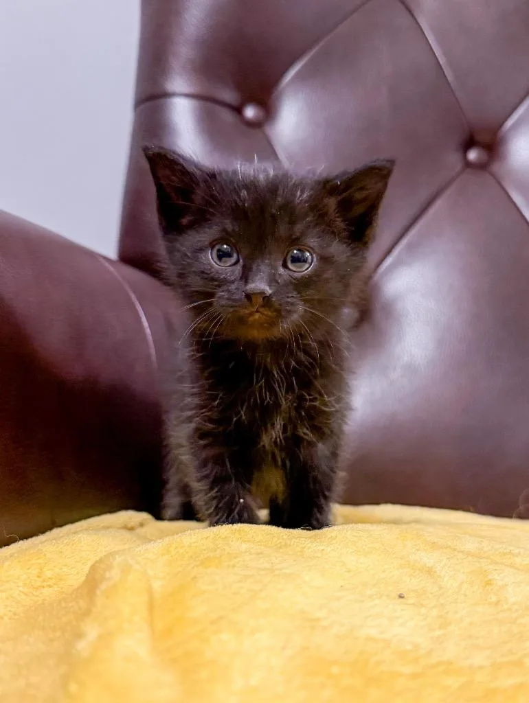 A baby medium-sized male Domestic Short Hair cat named Leap for adoption in Murray, KY