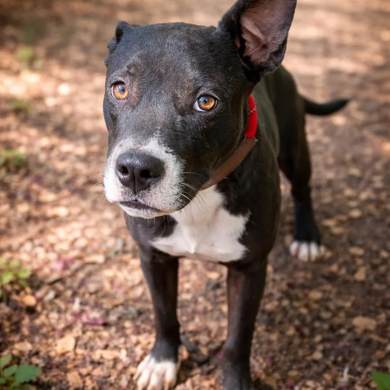 Castiel P thumbnail 2