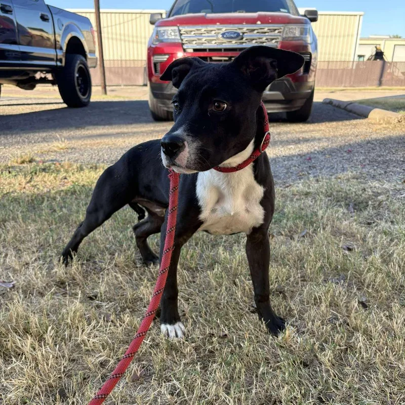 Castiel P thumbnail 4