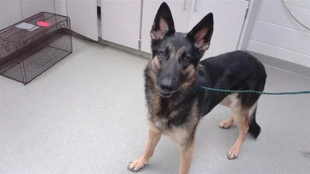 An adult medium-sized female German Shepherd Dog dog named Karma for adoption in Omaha, NE