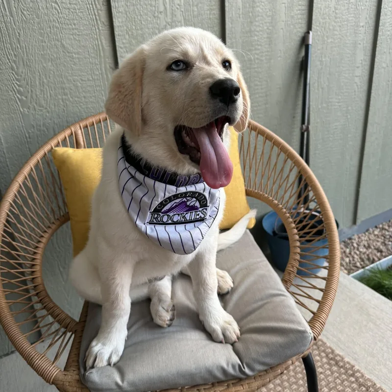 A baby large-sized female White / Cream Great Pyrenees dog named Ivy for adoption in Loveland, CO