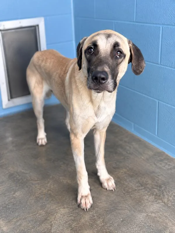 An adult extra large-sized male Great Dane dog named Brutus Maximus for adoption in Lafayette, LA