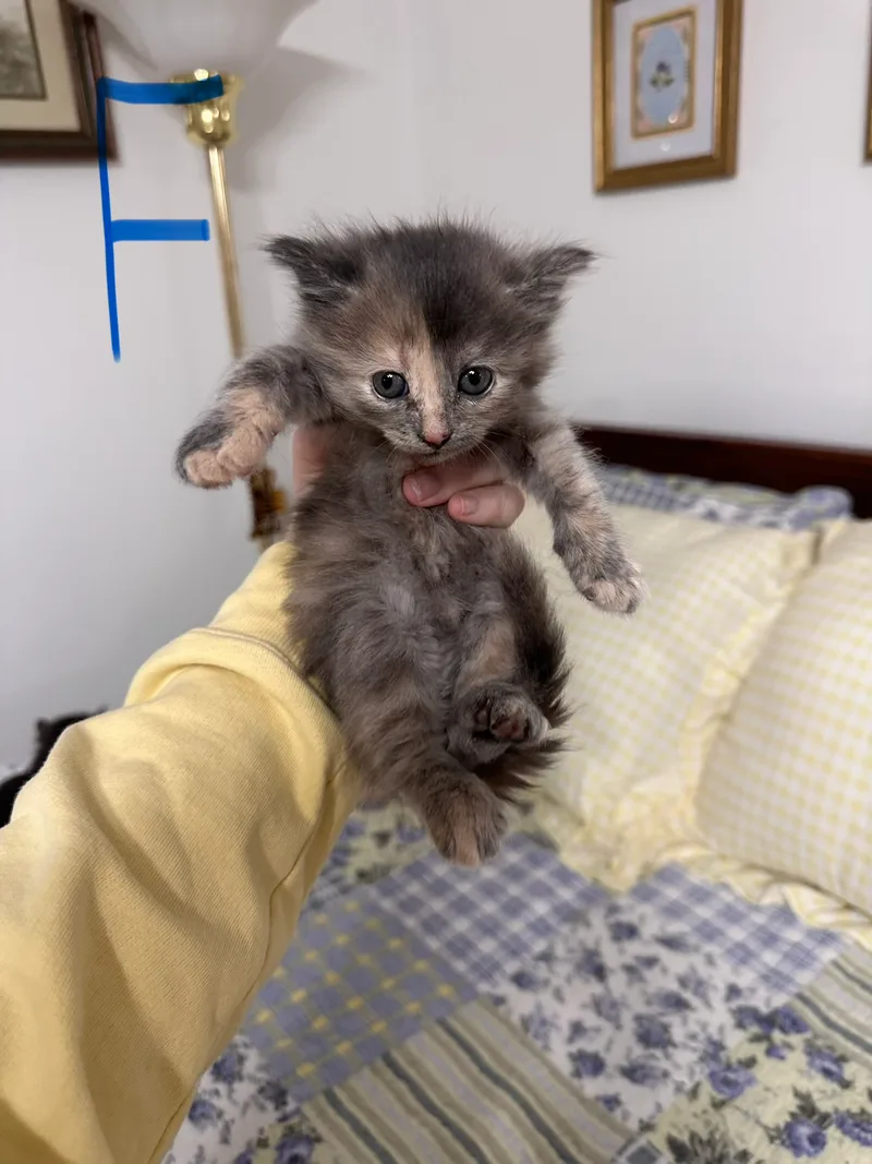 A baby small-sized female Orange and Black American Shorthair cat named Honey for adoption