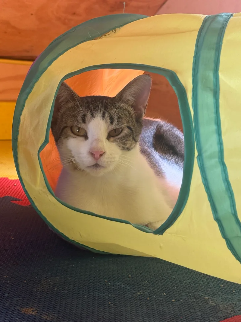 A young small-sized female Calico and White American Shorthair cat named Miss Fancy for adoption