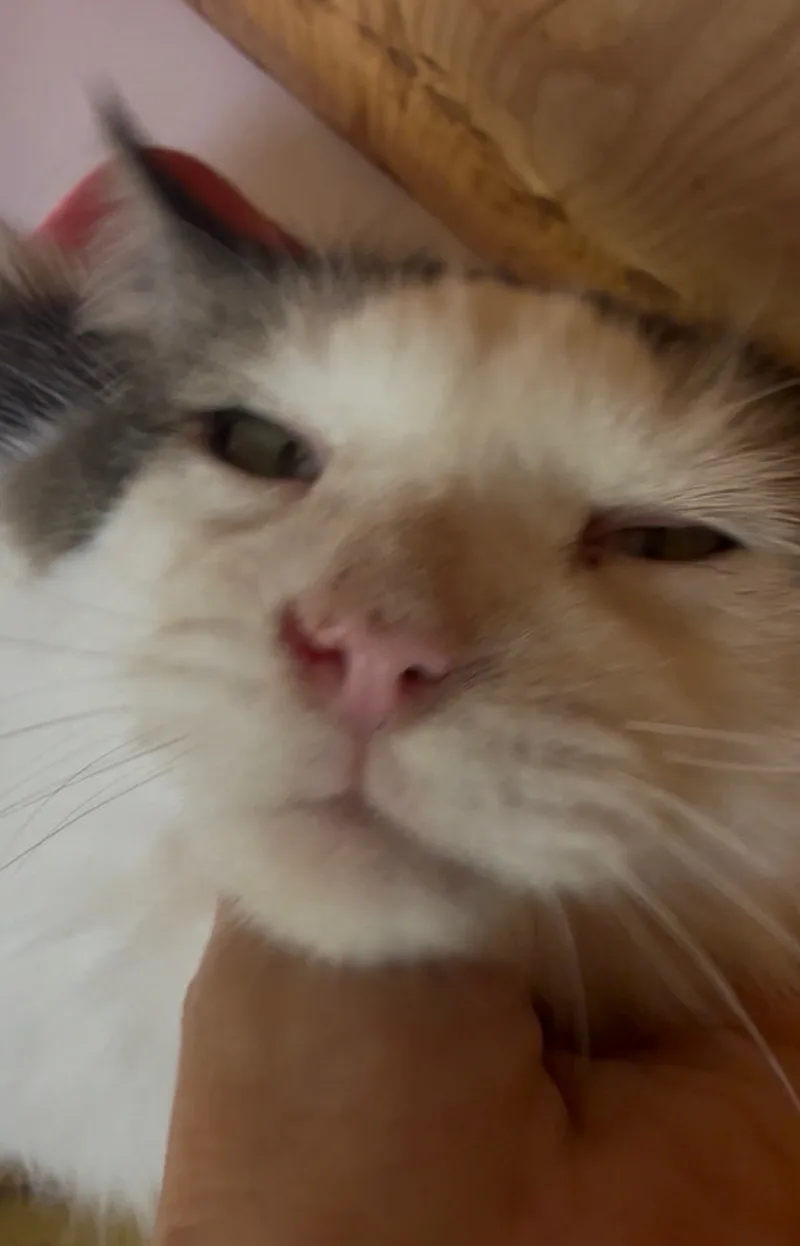 A young small-sized male Grey and White American Shorthair cat named Mr. Fred Fluffy for adoption